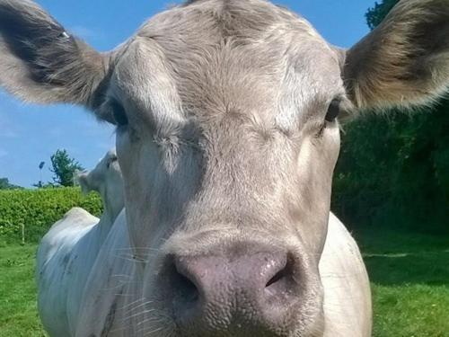Battens Farm Cottages B&B Yatton Keynell Esterno foto